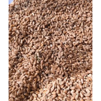 山東大型酒類生產企業小麥采購需求